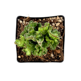 Euphorbia lactea cristata | Crested Mermaid Tail Euphorbia