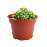 Echinocactus grusonii cluster | Golden Barrel Cactus Clusters