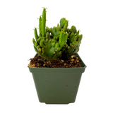 Euphorbia leucodendron cristata | Crested Cat Tail Euphorbia