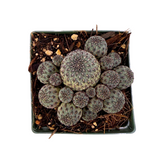 Sulcorebutia rauschii violacidermis
