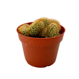 Mammillaria elongata cristata | Crested Copper King Cactus