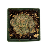 Sulcorebutia canigueralii