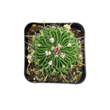 Stenocactus crispatus | Brain Cactus