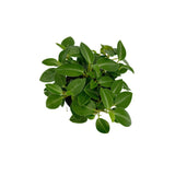 Peperomia orba ‘teardrop’ | Teardrop Peperomia - Lazy Gardens