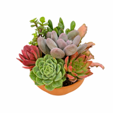 The Lazy Gift | Effortless Succulent Arrangement