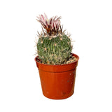 Stenocactus crispatus | Brain Cactus - Lazy Gardens