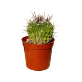 Stenocactus crispatus | Brain Cactus - Lazy Gardens