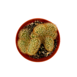Mammillaria elongata cristata | Crested Copper King Cactus