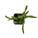 Rhipsalis Cereoides | Mistletoe Cactus - Lazy Gardens