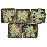 Euphorbia meloformis Variegata | Variegated Melon Spurge