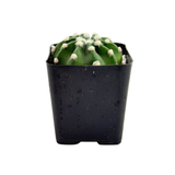 Echinopsis Subdenudatum Dominos | Domino Cactus