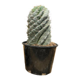 Cereus forbesii Spiralis | Spiral Cactus in a 10 inch pot extra large rooted spiral cactus for sale free shipping