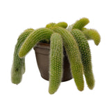 Cleistocactus colademononis | Monkey Tail Cactus