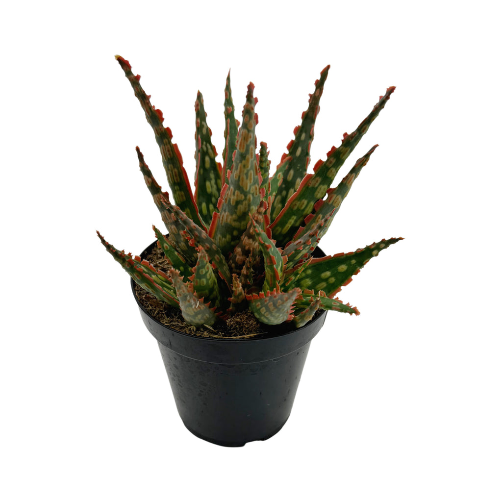 rare aloe vera plants Aloe Krakatoa