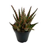 Aloe Krakatoa | Rare Aloe