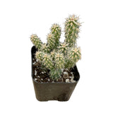 Cylindropuntia 'Mini Cholla' - Lazy Gardens