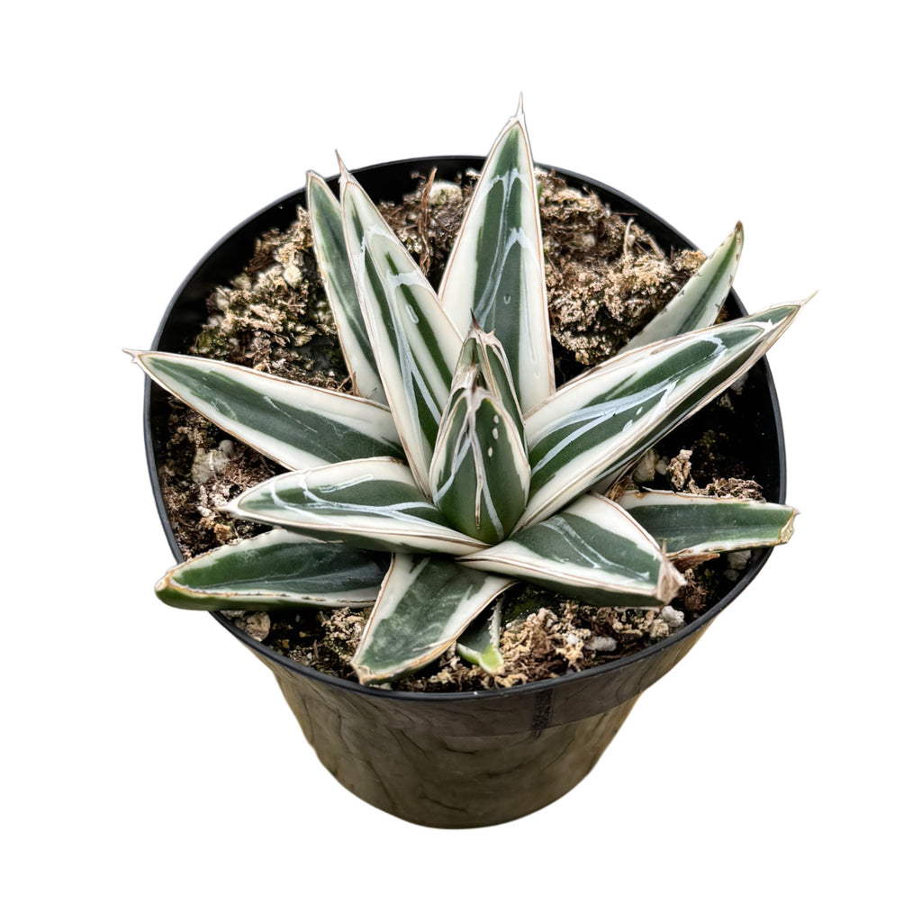 rhino succulent Agave Victoriae Reginae ‘White Rhino’