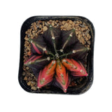 Gymnocalycium mihanovichii variegata | Variegated Moon Cactus