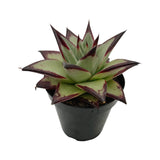 Echeveria agavoides Ebony