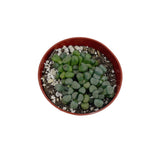 Aloinopsis Schooneesii | Living Stones - Lazy Gardens