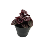 Peperomia Caperata | Red Ripple Peperomia - Lazy Gardens