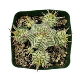 Euphorbia meloformis Variegata | Variegated Melon Spurge