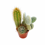 The Lazy Gift | Effortless Succulent Arrangement