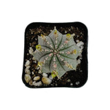 Euphorbia Infuasta - Lazy Gardens