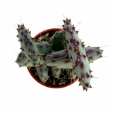 Opuntia macrocentra | Purple Prickly Pear