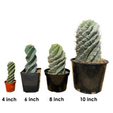Cereus forbesii Spiralis | Spiral Cactus for sale in 4 inch, 6 inch, 8 inch, 10 inch pots in a size comparison