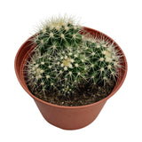 Echinocactus grusonii cluster | Golden Barrel Cactus Clusters