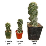 Cereus forbesii Spiralis | Spiral Cactus