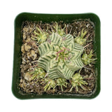 Euphorbia meloformis Variegata | Variegated Melon Spurge