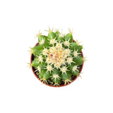 Echinocactus grusonii intermedius | Short spined Golden Barrel Cactus - Lazy Gardens
