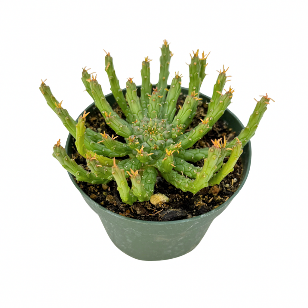 euphorbia medusa succulent Euphorbia Flanaganii
