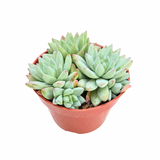 Sedeveria Blue Burrito