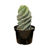 Cereus forbesii Spiralis | Spiral Cactus in an 8 inch pot, large rooted spiral cactus for sale