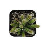 Rhipsalis baccifera horrida | Mouse Tail Cactus - Lazy Gardens