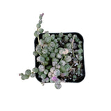 Senecio Rowleyanus Variegata | Variegated String of Pearls - Lazy Gardens