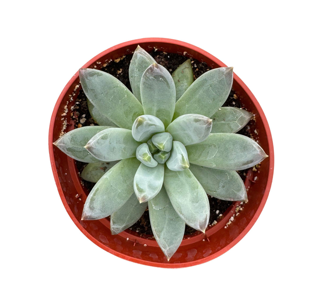 pachyphytum compactum succulent Pachyphytum Compactum
