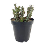 Euphorbia aeruginosa | Miniature Saguaro