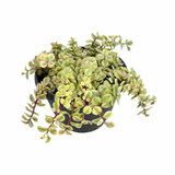 Portulacaria afra 'Sun Kissed'