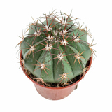 Melocactus maxonii | Turks Cap Cactus