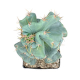 Cereus forbesii Spiralis Turbulence | Turbulence Spiral Cactus