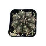 Gymnocalycium mihanovichii friedrichii | Moon Cactus (Rooted) - Lazy Gardens