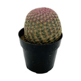 Echinocereus Rigidissimus | Rainbow Hedgehog Cactus - Lazy Gardens