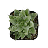 Haworthia retusa 'White Ghost' - Lazy Gardens