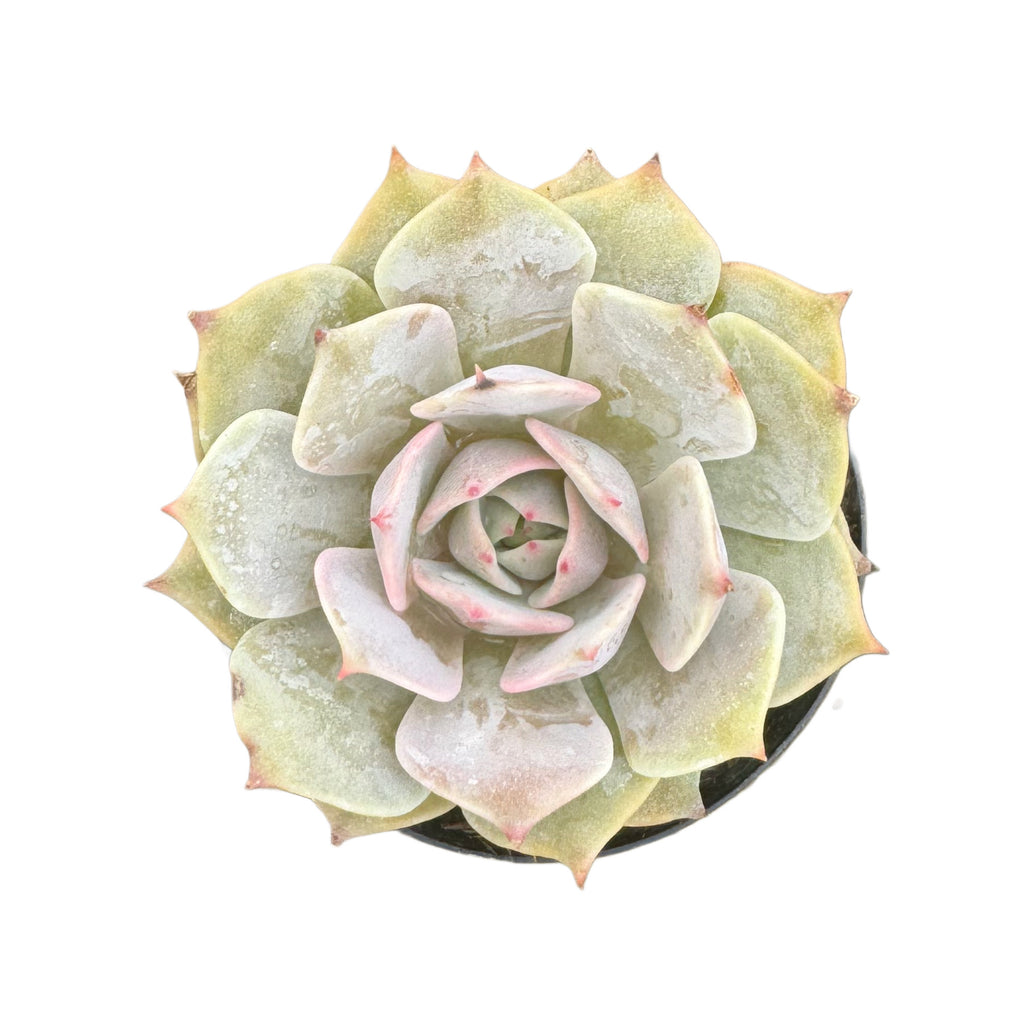 angel hair succulent Echeveria Angel Kissed – Lazy Gardens