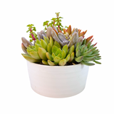 The Lazy Gift | Effortless Succulent Arrangement