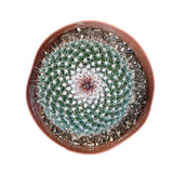 Mammillaria parkinsonii | Owl Eye Cactus - Lazy Gardens